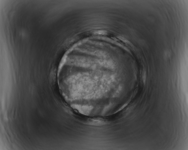 X0000083550475200703021656