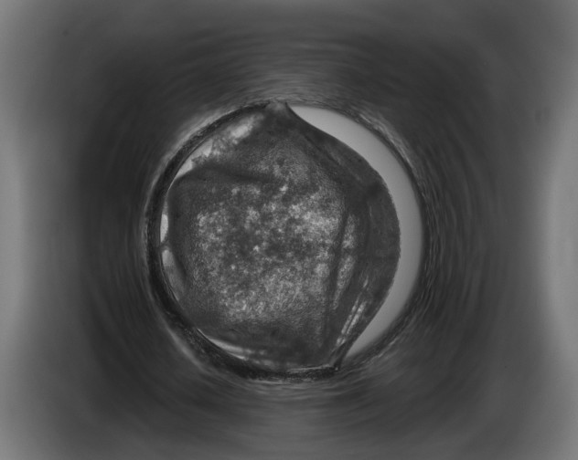 X0000083550626200703021652