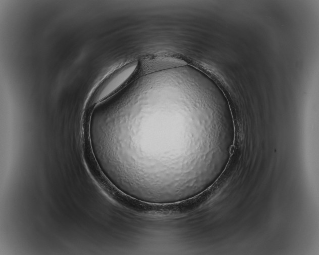 X0000083550630200703021652