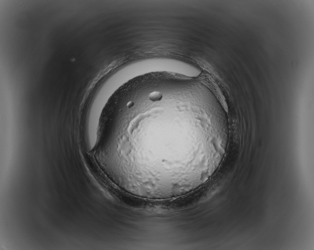 X0000083550634200703021652