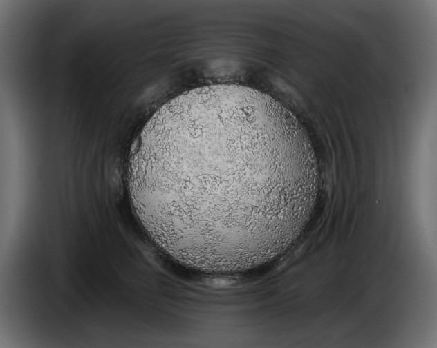 X0000083550662200703021652
