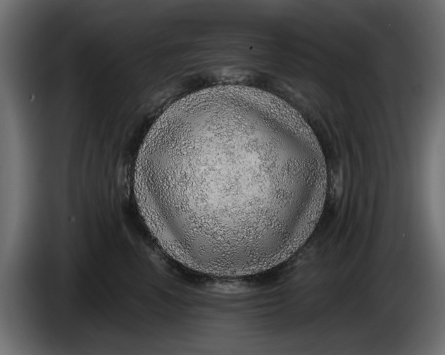 X0000083550666200703021652