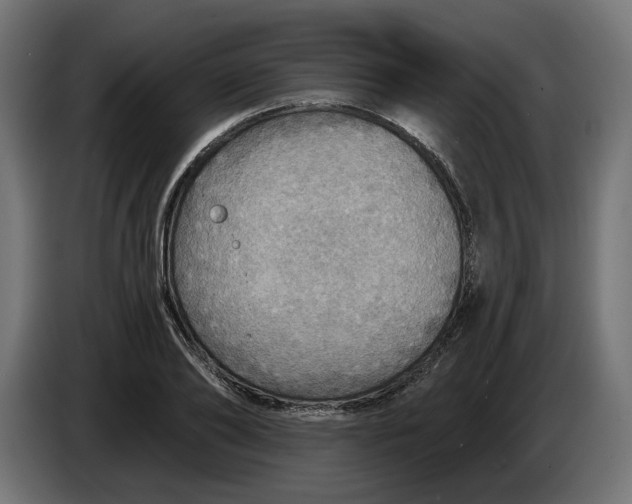 X0000083550886200703021648