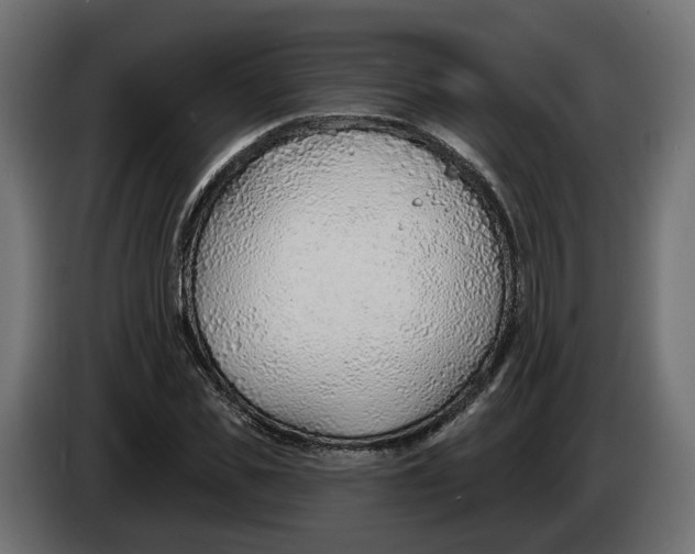 X0000083550925200703021647