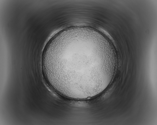 X0000083550986200703021646