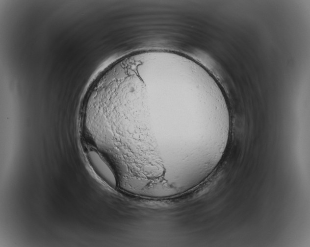 X0000083550998200703021646