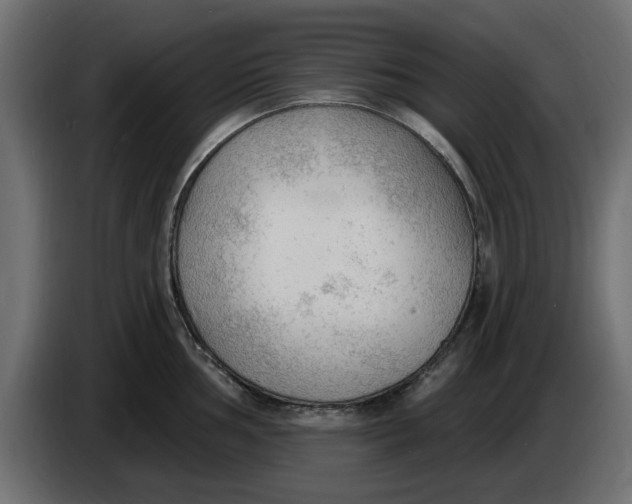 X0000083551002200703021646