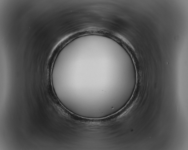 X0000083551021200703021645