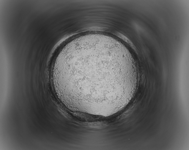 X0000083551027200703021645
