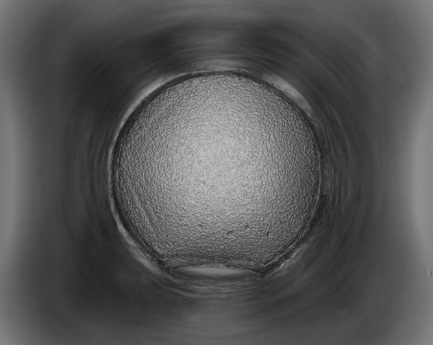 X0000083551039200703021645
