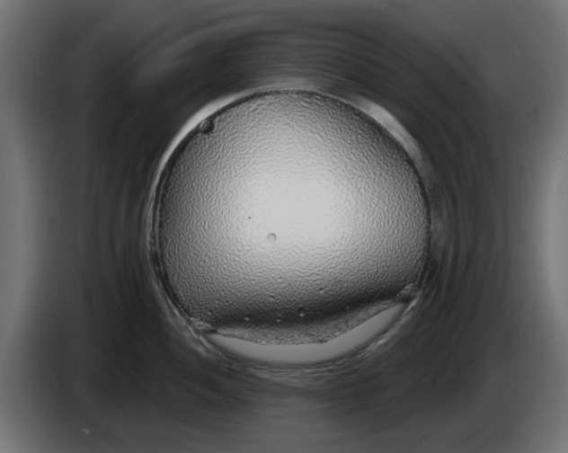 X0000083551052200703021645
