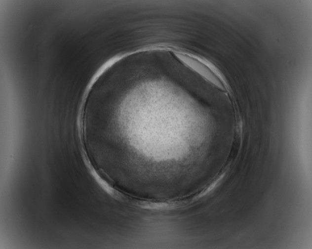 X0000083551054200703021646