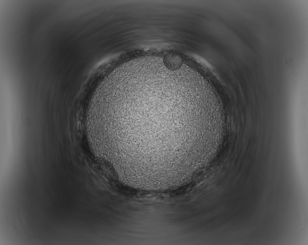 X0000083551063200703021645