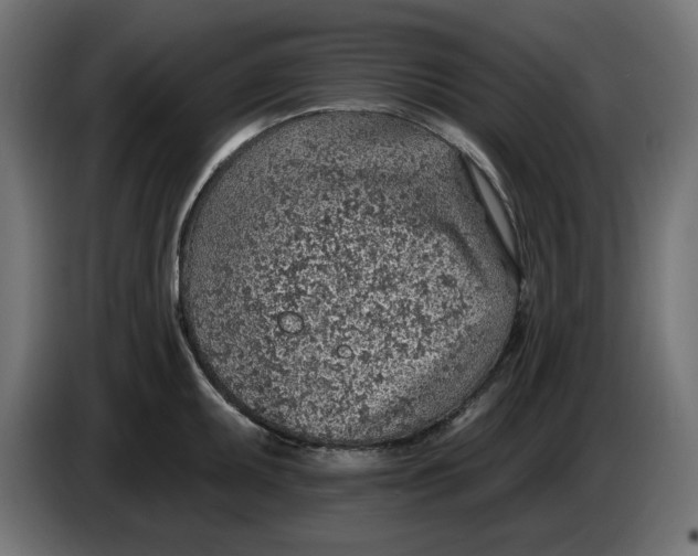 X0000083551095200703021644