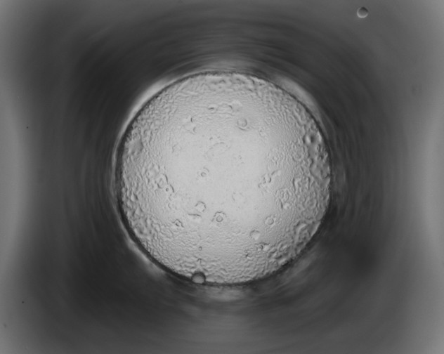X0000083551103200703021644