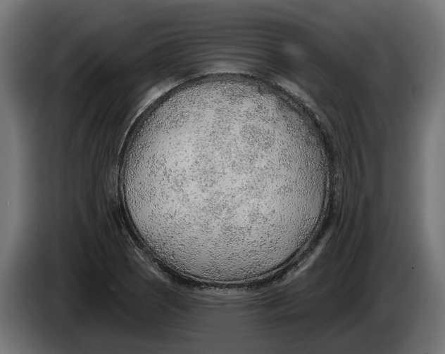 X0000083551121200703021643