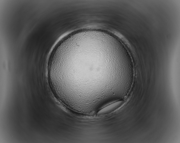 X0000083551232200703021642