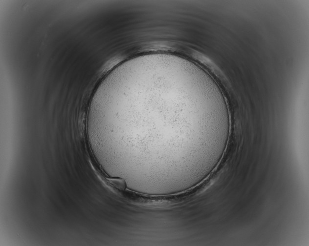 X0000083551233200703021642