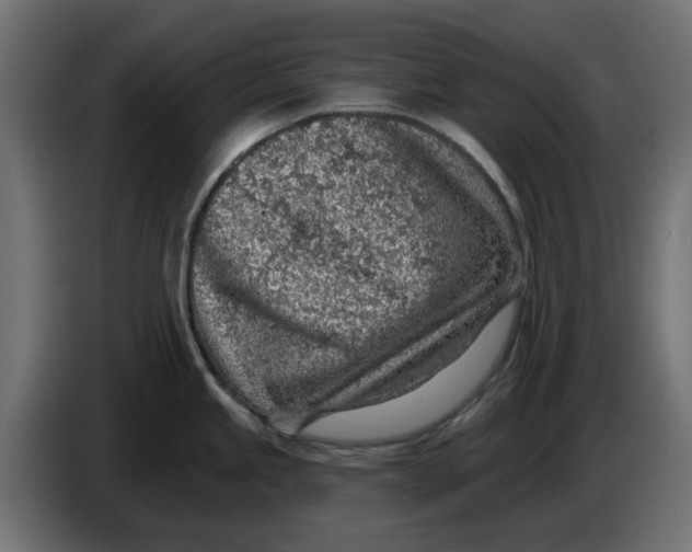 X0000083551245200703021642