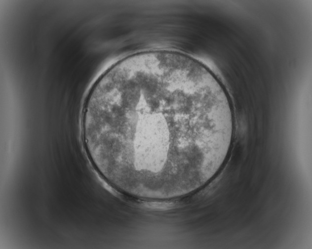 X0000083551294200703021640