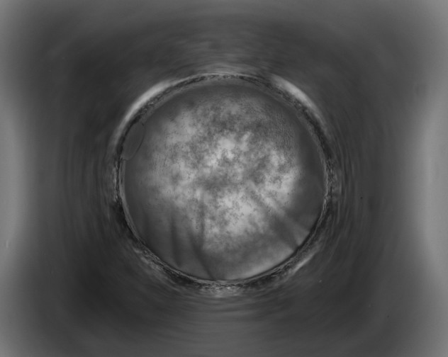 X0000083551310200703021639