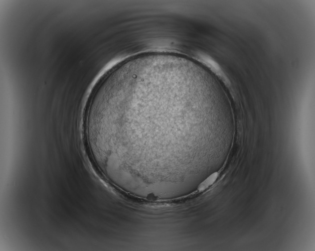 X0000083551331200703021640