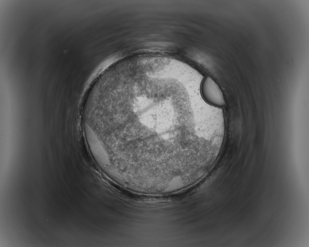 X0000083551362200703021639
