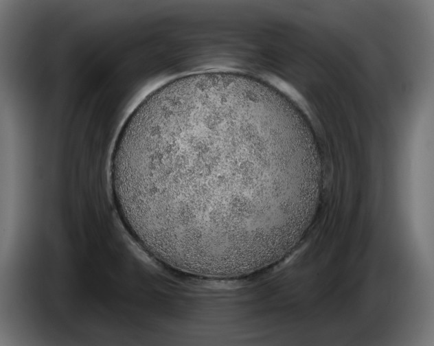 X0000083551423200703021638