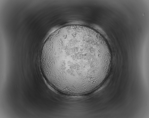 X0000083551425200703021638