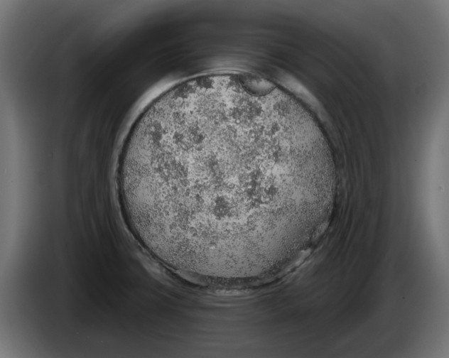 X0000083551427200703021638