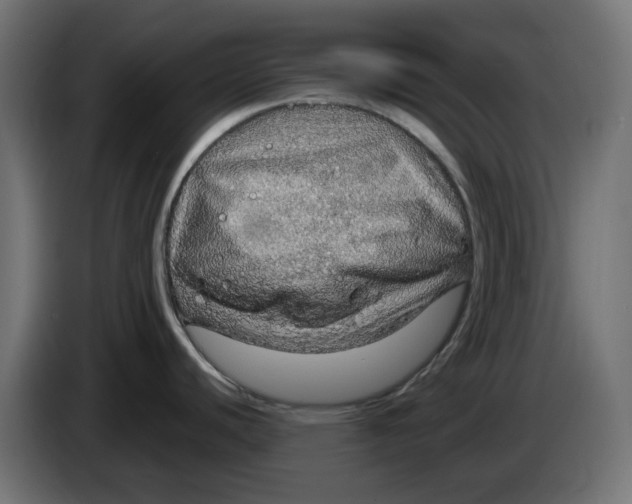 X0000083551440200703021638