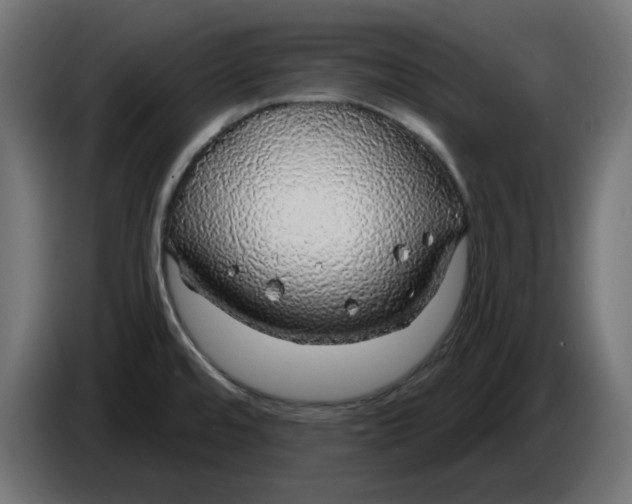 X0000083551480200703021637