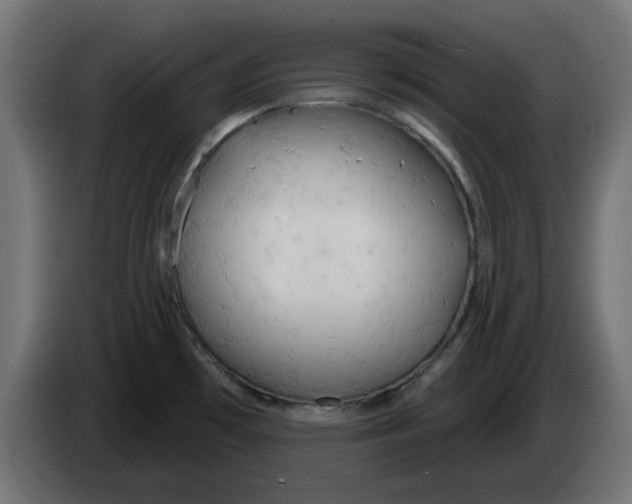 X0000083551481200703021636