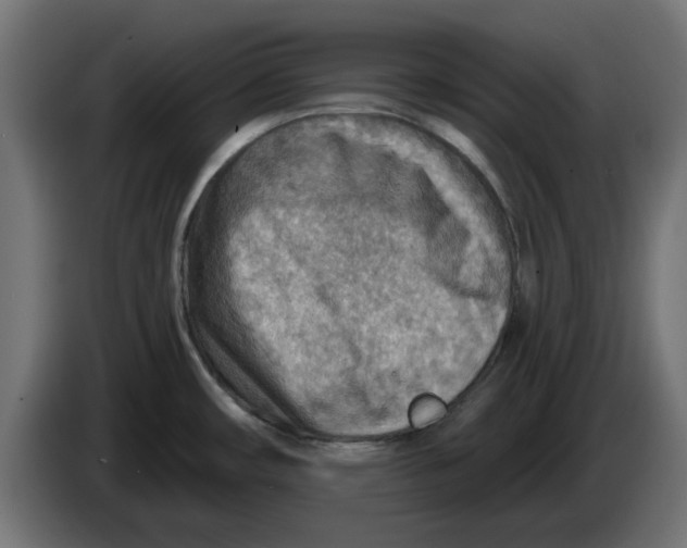 X0000083551482200703021636