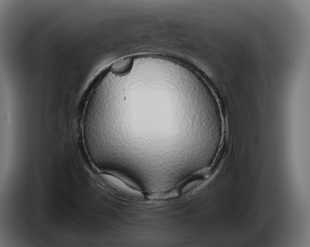 X0000083551501200703021636