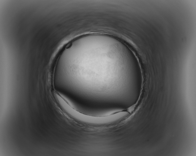 X0000083551506200703021636
