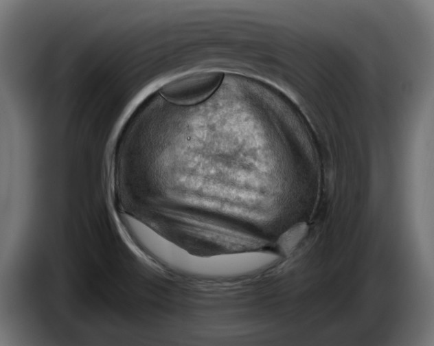 X0000083551515200703021636