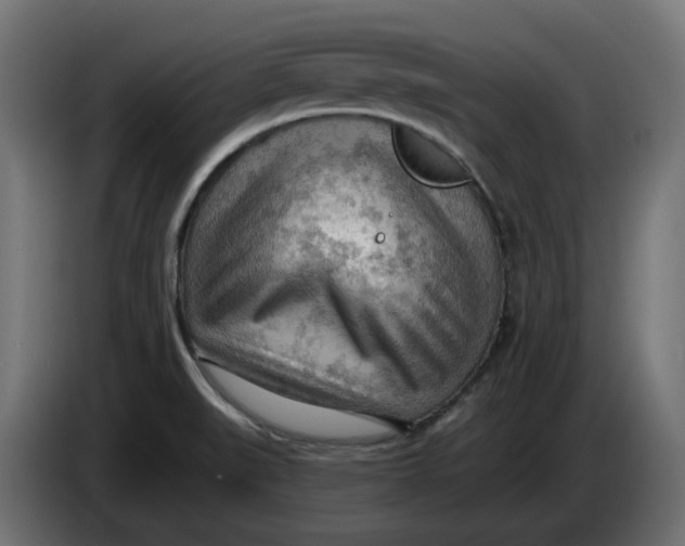 X0000083551519200703021636