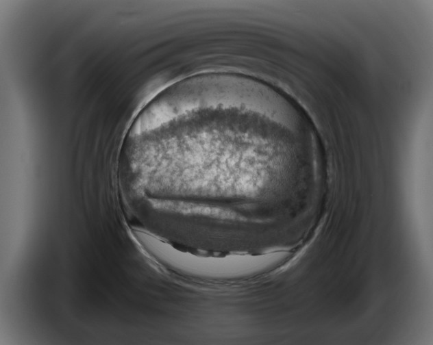 X0000083551529200703021636