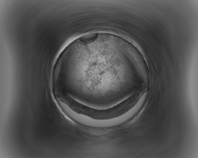 X0000083551533200703021636
