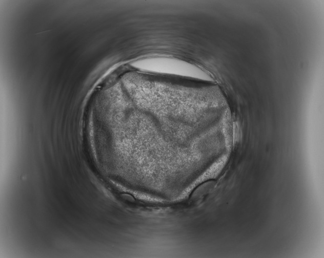 X0000083550243200703091600
