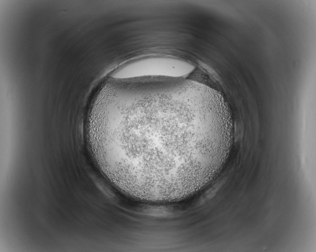 X0000083550349200703091559