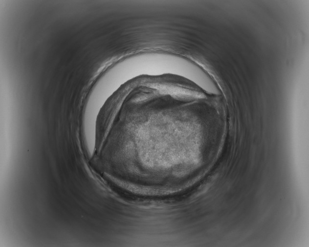 X0000083550434200703091557