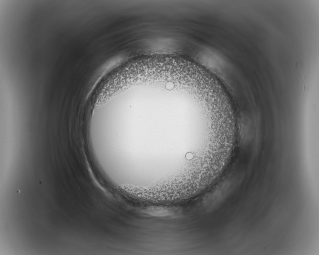 X0000083550534200703091556