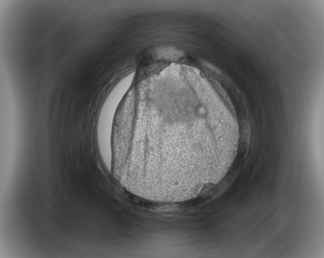 X0000083550761200703091554