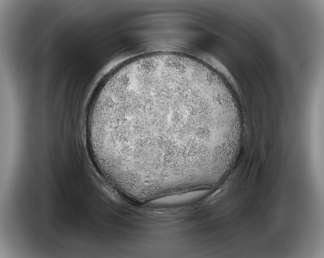 X0000083551035200703091550