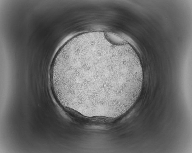 X0000083551047200703091550