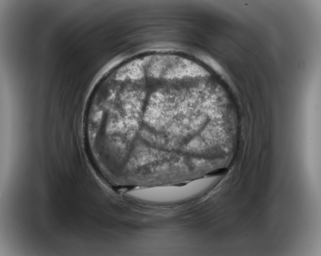 X0000083551229200703091547