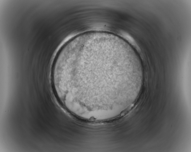 X0000083551331200703091546