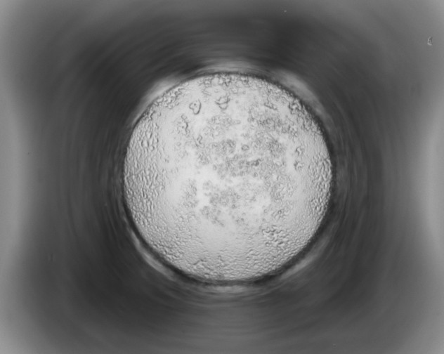 X0000083551425200703091545